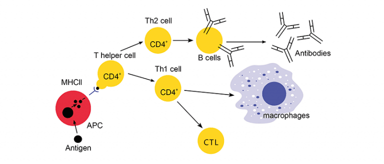 圖示癌症T細胞免疫療法原理